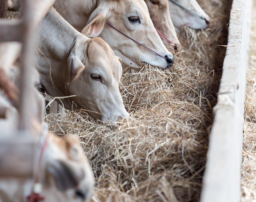 The Psyche of the Cattle Herder and a Path to Resolution